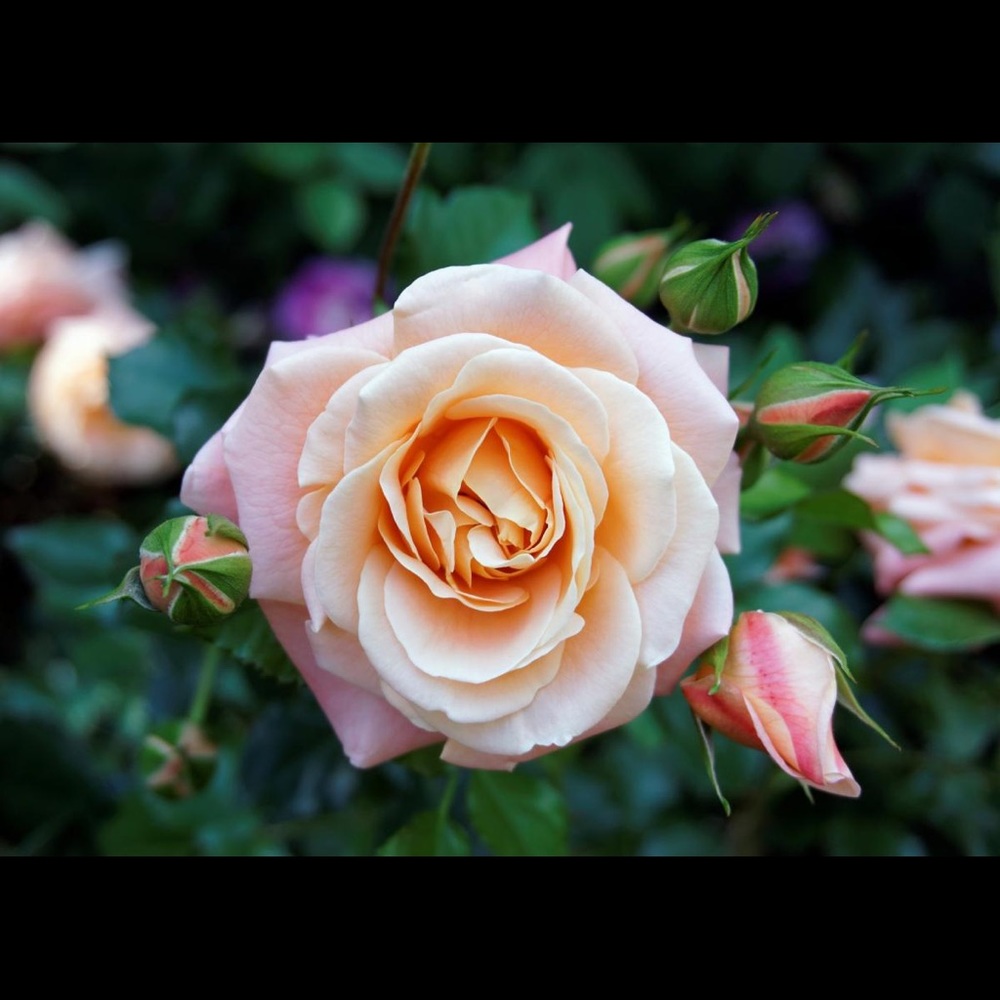 Meet your Posher, Rose